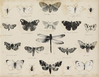 (FLORA & FAUNA) Two neatly and meticulously arranged albums dedicated to natural specimens with a total of more than 500 photographs by